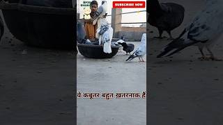 Old songs lyrics music kabutar pigeon viralvideo trending youtubeshorts vlog reels lovelike [upl. by Donohue]