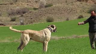 1 OF THE BEST AND BIGGEST ANATOLIAN SHEPHERD DOG EVER [upl. by Lomaj945]