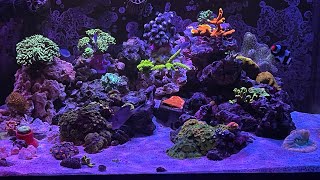 Innovative Marine 50 Lagoon AIO 4 DINOS GONE [upl. by Manas368]