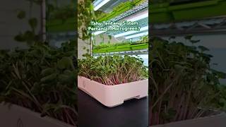 Bertani Ala Microgreens 🌱 bisatani microgreens berkebun [upl. by Andrey]