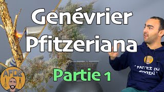 Genévrier PFITZERIANA en semicascade Partie 1 🌳AFDB🌳 [upl. by Yot608]