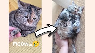 Sad cat meows for pets 😭  The Best of Guang Dang [upl. by Amary]