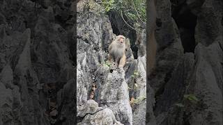 A monkey on the cliff in Halong Bay Vietnam [upl. by Jump89]