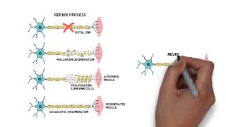 Myelin Repair [upl. by Akinot769]