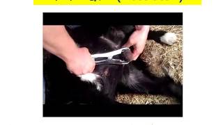 बकरों को खस्सी क्यों  और कैसे करते है  How to Castrate of Goat [upl. by Mariette]