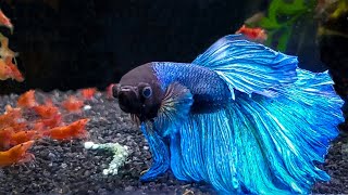 7 Most Popular Betta Tank Mates You Need to Try [upl. by Louth]