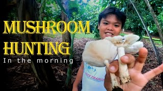 How to Hunt MUSHROOMS in the morning [upl. by Chatwin]