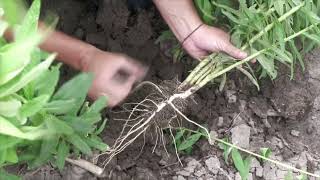 A closer look at cover crops [upl. by Nappy]