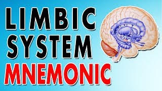 The limbic system [upl. by Carmella]