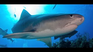 131106 Shark Expedition Trip Video aboard MV Shear Water with Jim Abernethys scuba Adventures [upl. by Ongineb]