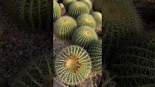 Discover the Beauty of Echinocactus nature plants cactus [upl. by Otirecul]