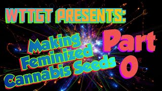 Making Feminized Cannabis Seeds at Home Part 0 [upl. by Artinek]