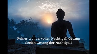 Reiner wundervoller Nachtigall Gesang  Seelen Gesang der Nachtigall ☯ Erlösung von Sehnsüchten [upl. by Llevad]