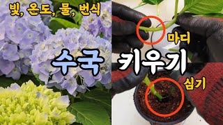 수국 키우기 수국 빛 온도 물주기 개화 번식 엉클플랜트 식물키우기 공기정화식물 [upl. by Nylicaj63]