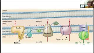 Oxidative Phosporylation 1 [upl. by Ettennil]