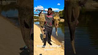 Why you must give Fish a quality release fish catfish life fishing catchingfish river love [upl. by Mauretta]