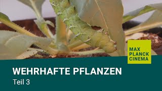 Wehrhafte Pflanzen Teil 3 [upl. by Felicdad]