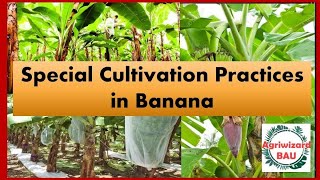 Special practices in Banana cultivation l How to increase yield in banana l Important [upl. by Adnirim]