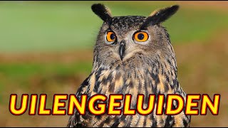 Uilengeluiden 🦉 de stem van een uil in de nacht [upl. by Molini485]