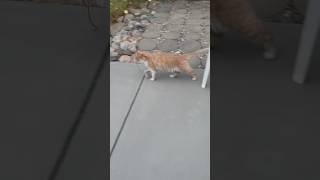 Favorite shorts cat catsvideo [upl. by Ylrebmyk271]