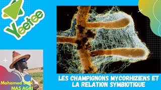 Yeetee  les champignons mycorhiziens et la relation symbiotique [upl. by Amadus]