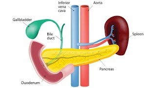 Gall Bladder  Explained  Anatomy [upl. by Yssej]