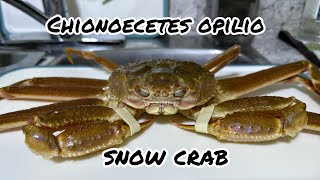 First time trying  Chionoecetes Opilio Snow Crab ￼ [upl. by Aitam]