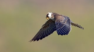 בזי הערב  RedFooted Falcon [upl. by Jennine]