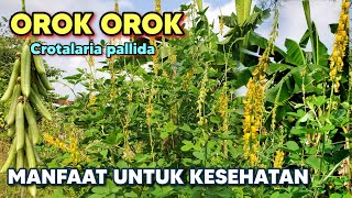 manfaat orok orok untuk kesehatan ‼️ Crotalaria pallida Crotalaria Crotalariapallida orokorok [upl. by Llevra]