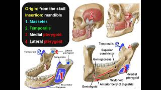 Infratemporal Fossa and Muscles of Mastication Dr Adel Bondok [upl. by Llennhoj]