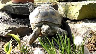 Testudo horsfieldii 2020 Russische Landschildkröten [upl. by Labinnah]