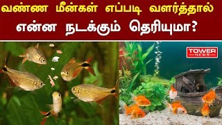 இது தெரியாம போச்சே  Colour fish tamil  colour fish for kids in tamil  colour fish video tamil [upl. by Cacilie993]