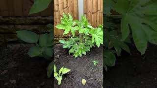 Fatsia Variegata put on good growth ytshorts tropical plants garden gardening fatsia [upl. by Thaddaus]