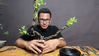 Vlog 05 Part 2 Fusing of Ficus Microcarpa  Bonsai Techniques [upl. by Randall]