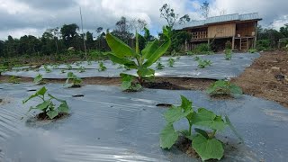 MEMBUAT TEMPOYAK DURIAN DI PAGI HARI DI PONDOK KEBUN [upl. by Savage521]