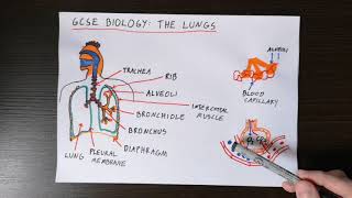 GCSE Biology The Lungs [upl. by Etnoval]