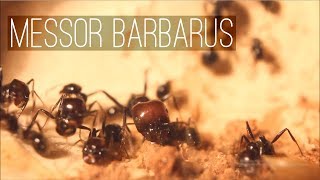 Messor barbarus  Das Formicarium wird voll [upl. by Iphigenia]