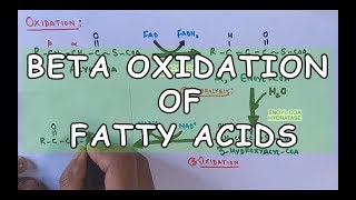 Beta Oxidation of Fatty Acids  Degradation of Saturated Fatty Acids [upl. by Teddi704]