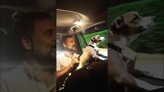 Loksabha election 2024   Rahul Gandhi with dogishortvideo viralshortvideo rahulgandhi soniyag [upl. by Dreddy]