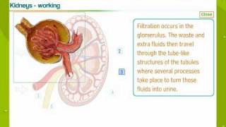 Urinary System In Human Beings [upl. by Nico]