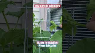 How to get cucumbers to trellis apartmentgardening cucumber [upl. by Ehtylb]