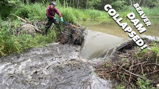 Beaver Dam COLLAPSED During Manual Removal [upl. by Lyris]