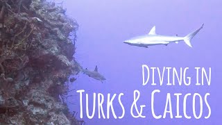 Beautiful Life Under the Sea 🦈🩵🐠 Scuba Diving at Grand Turk Turks amp Caicos  4K [upl. by Durgy427]