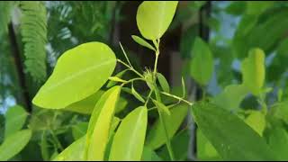 Autonomic variation movement in Desmodium gyrans Indian Telegram Plant leaves [upl. by Vince]