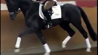 wwwsporthorsesonlinecom 2011 Hanoverian Dressage stallion SOLD [upl. by Kara412]