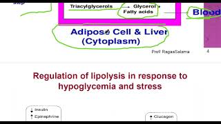 Assimilation of dietary fat L34 35 Lipolysis [upl. by Edmonds]