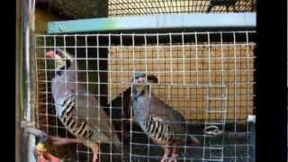 Breeding Partridges amp Quails [upl. by Noelc439]