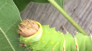 Polyphemus caterpillars feeding [upl. by Davison]