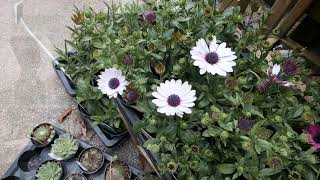 Planting out Osteospermum and Argyranthemum  Burncoose Nurseries [upl. by Torry148]