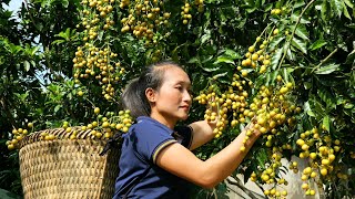 Harvesting Wampee Goes to the market sell  Pet care  Ly Thi Tam [upl. by Prebo]